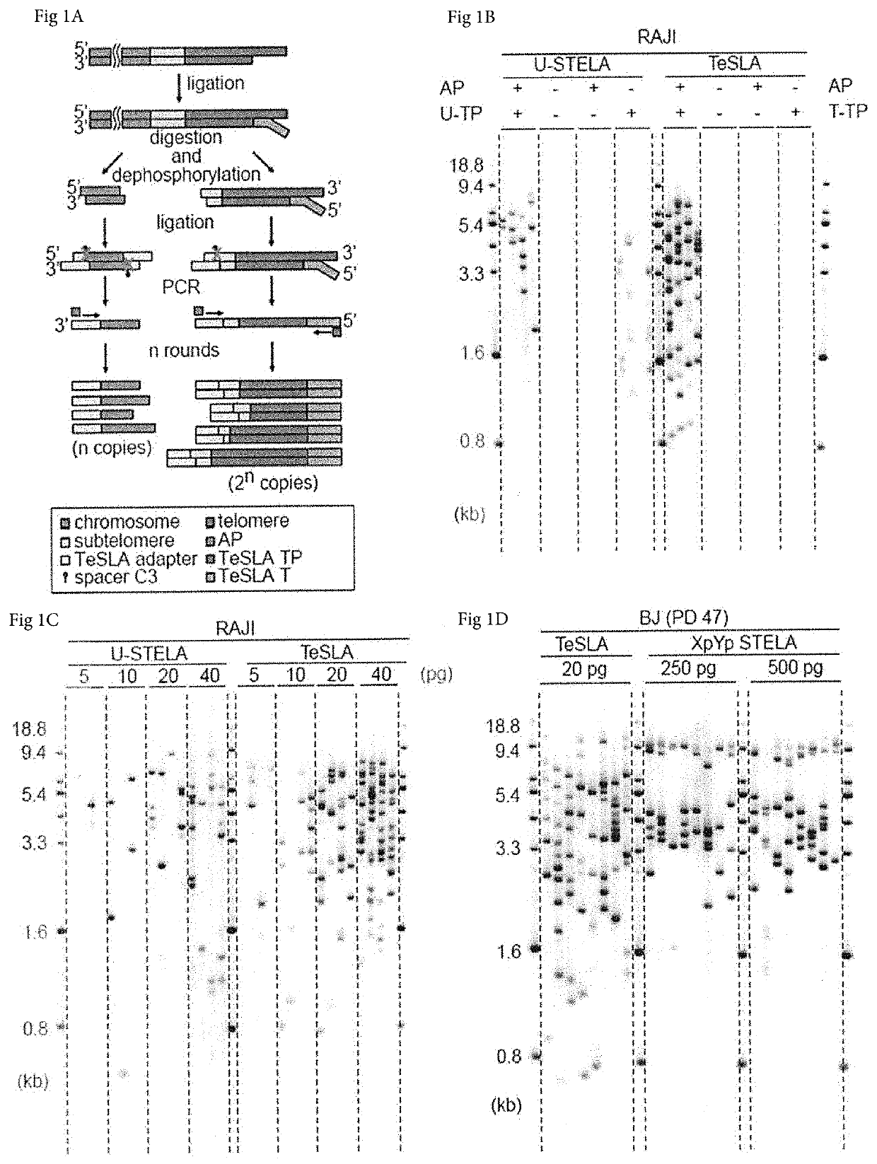 Method to measure the shortest telomeres