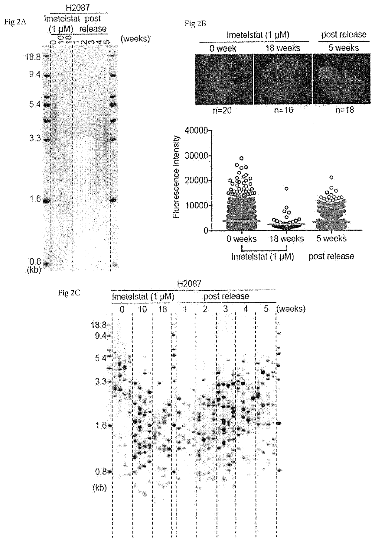 Method to measure the shortest telomeres