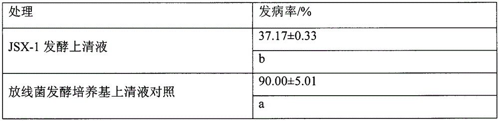 Actinomycete strain JSX-1 for preventing and curing phytophthora sojae and fungicide thereof