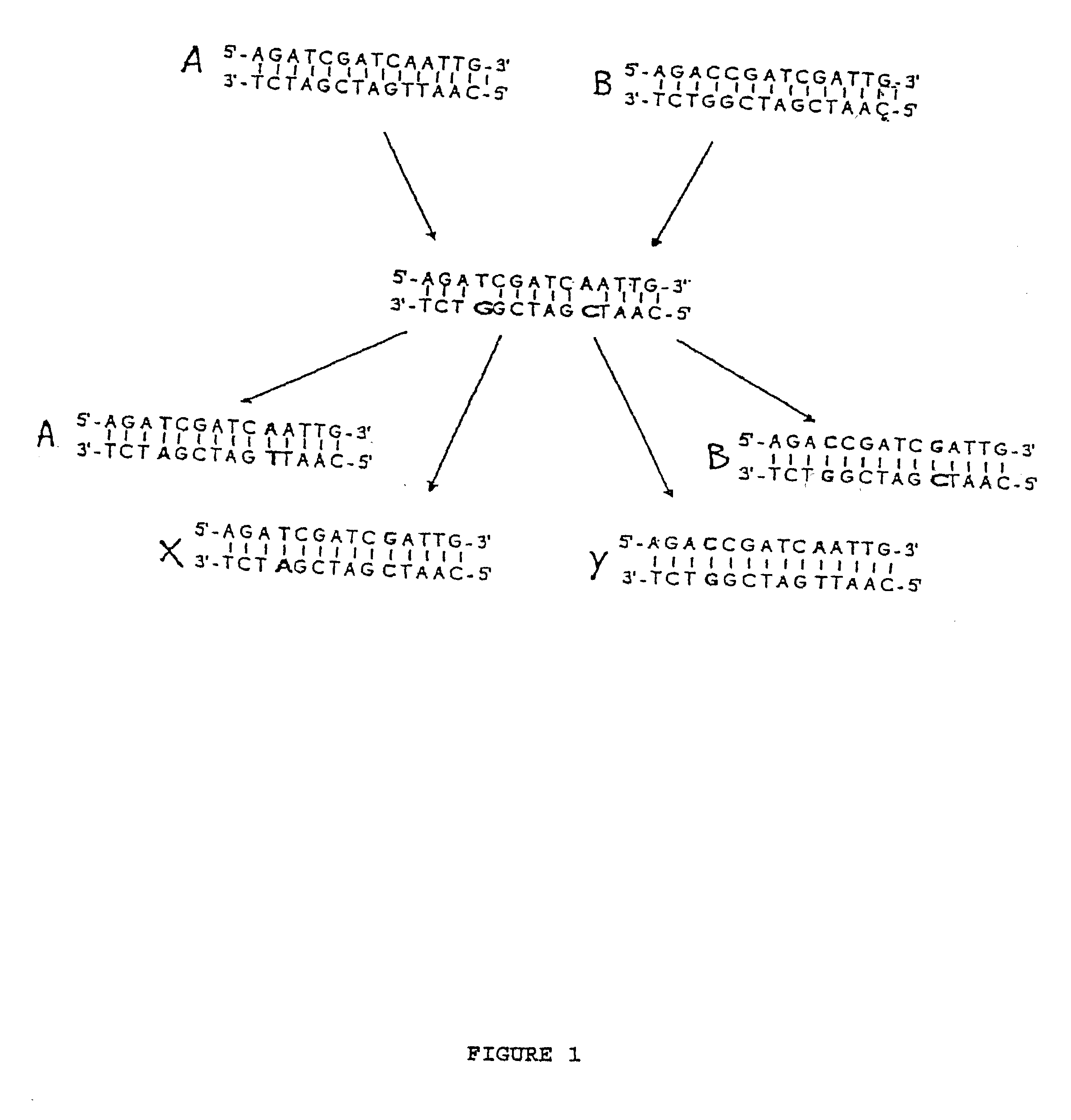 Nucleic acid molecules encoding endonucleases and methods of use thereof