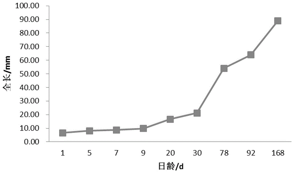 Indoor breeding method of fry of rhinogobio ventralis sauvage et dabry