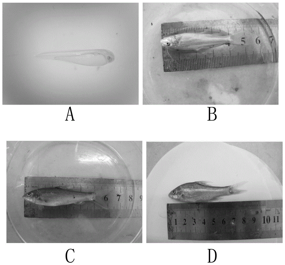 Indoor breeding method of fry of rhinogobio ventralis sauvage et dabry