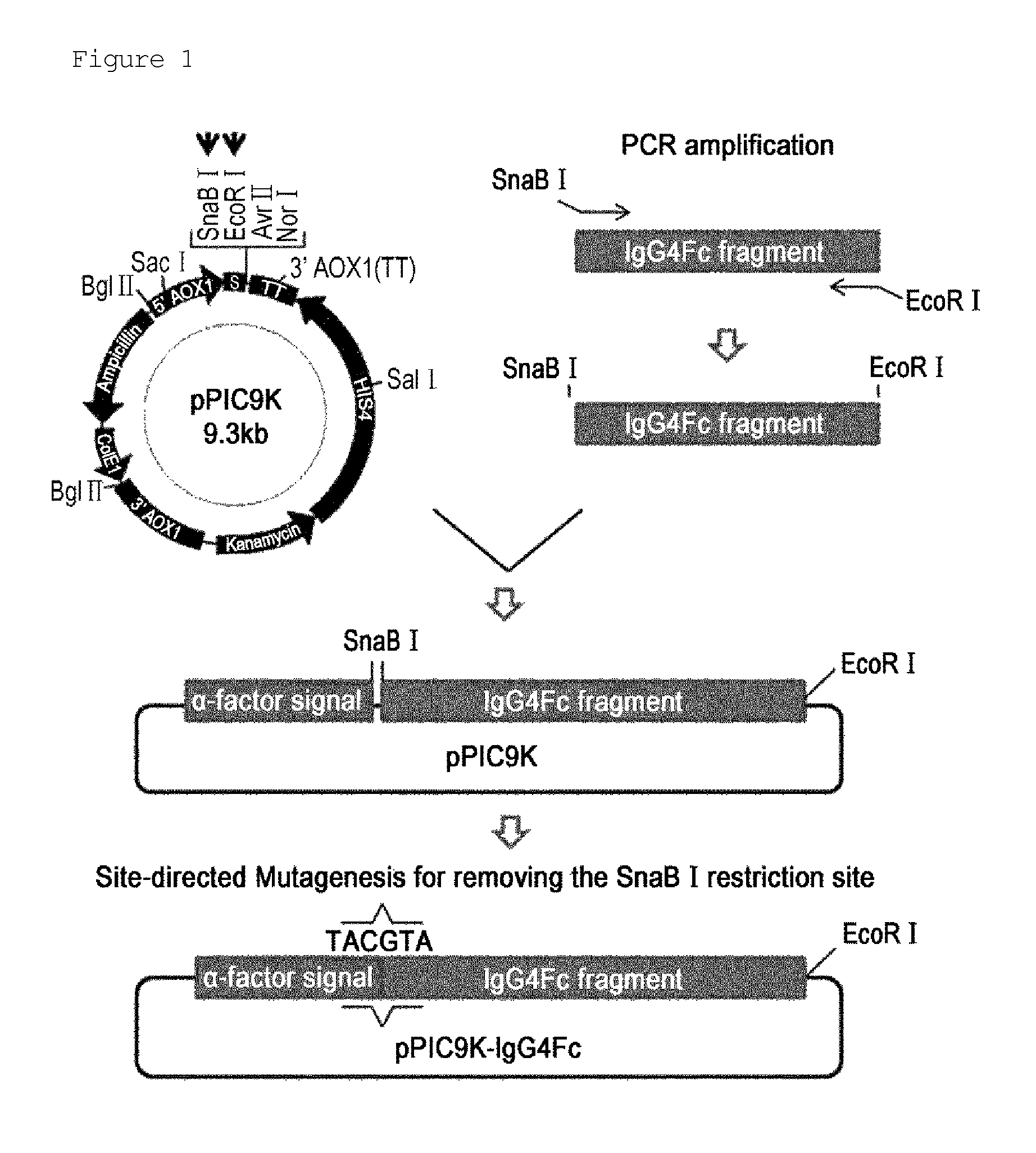 Recombinant yeast transformant and process for preparing immunoglobulin Fc fragment employing the same