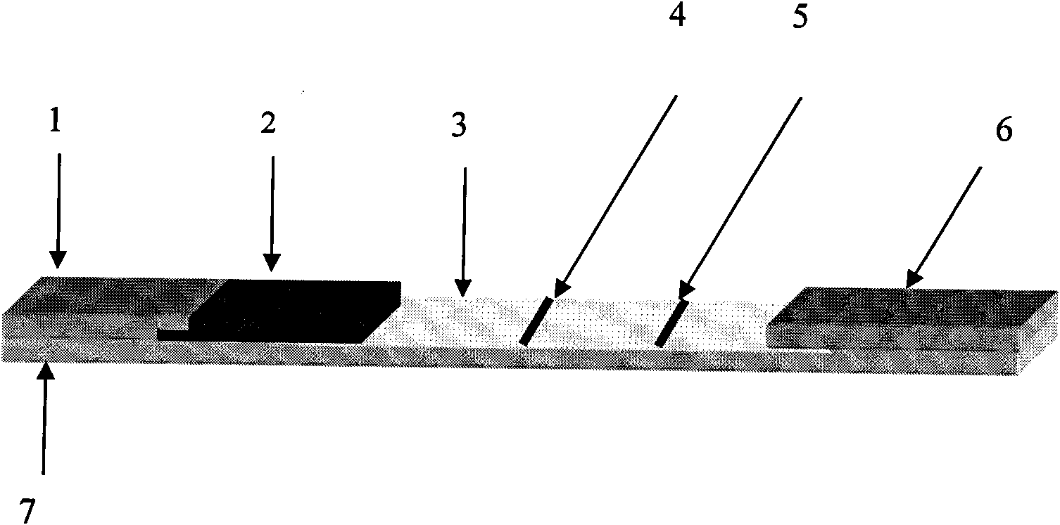 Fast-detection test strip of bluetongue virus (BTV) and preparation method