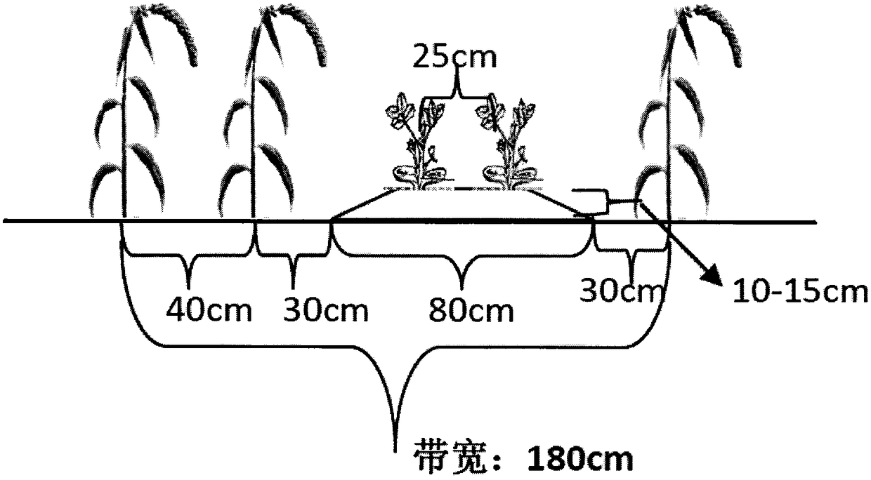 Continuous-cropping preventing efficient ecological planting method for millet and peanut intercropping in dry and meagre hilly land