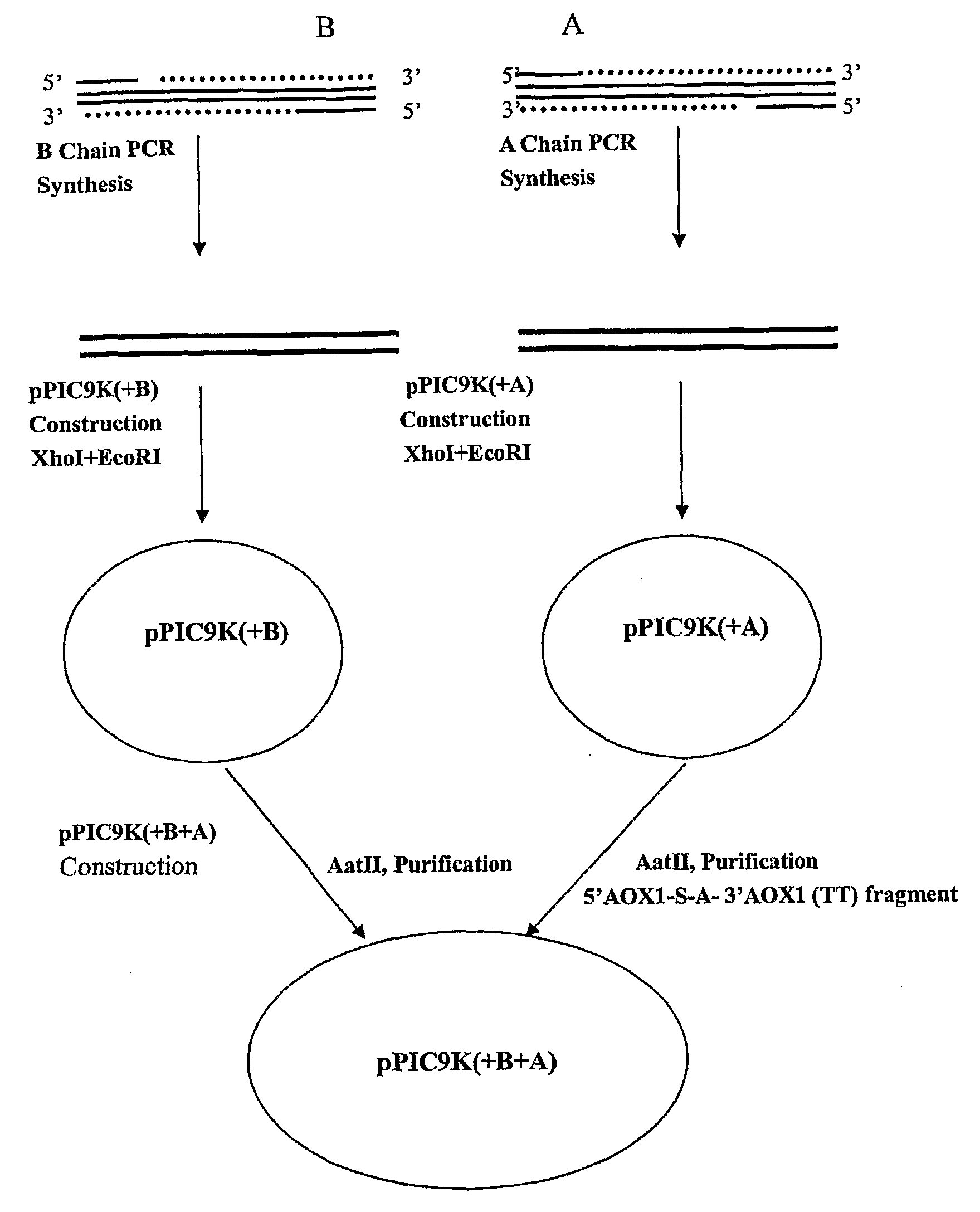 Co-expression of multiple protein chains or subunits