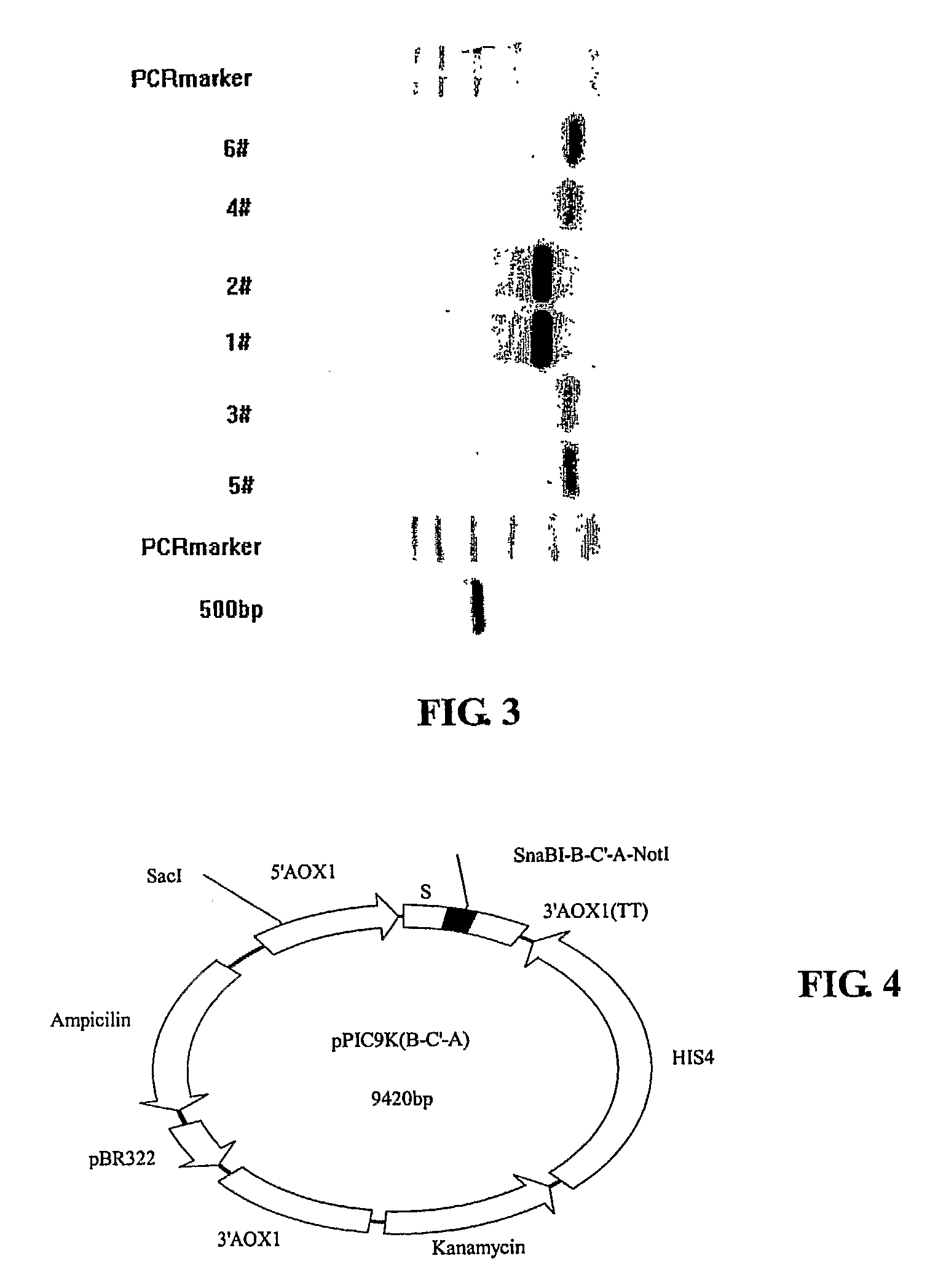 Co-expression of multiple protein chains or subunits