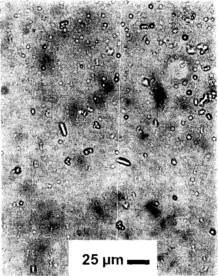 Ginger phenols extract microcapsule and preparation method thereof