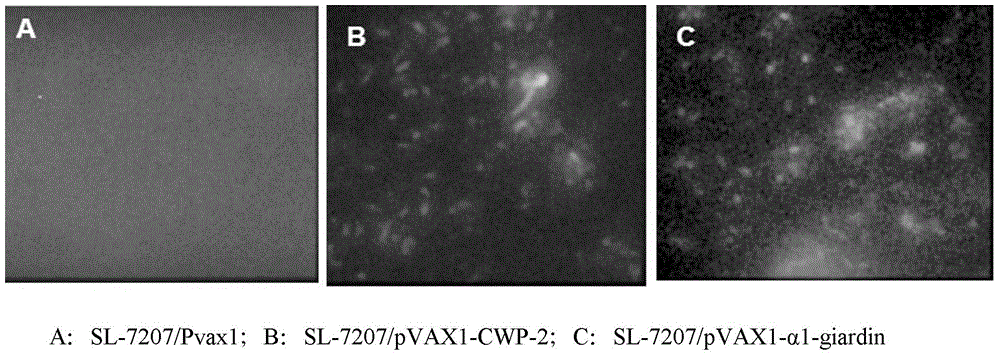 Divalent DNA vaccine for preventing giardiasis and enteric-coated preparation thereof