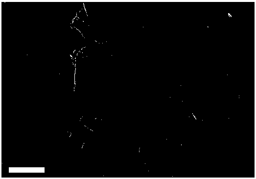 Preparation method of flake aluminum nitride powder