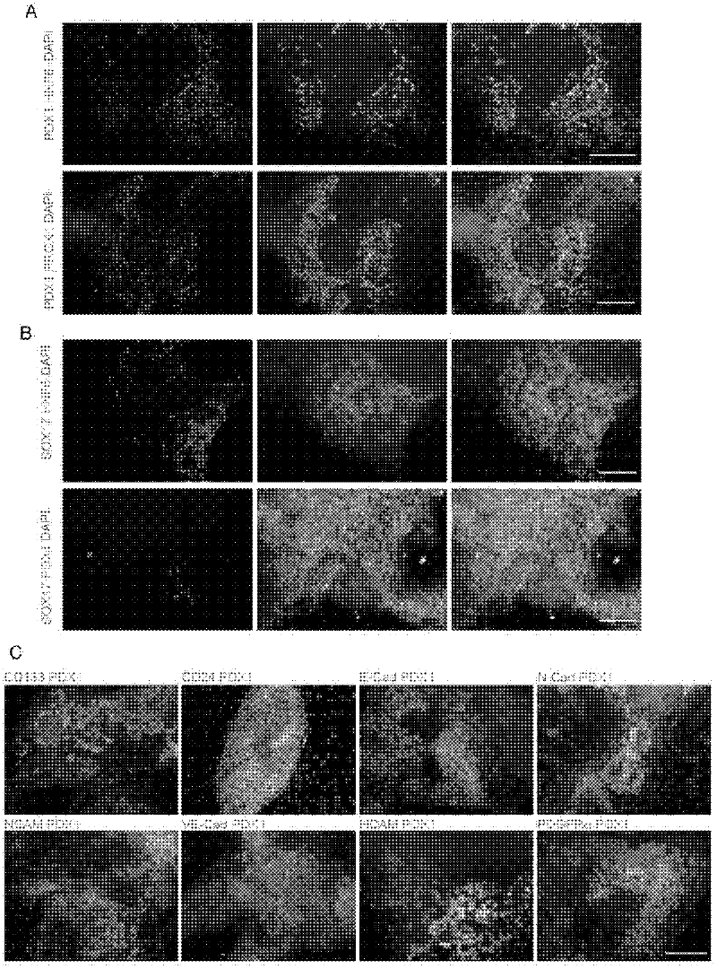 CD24 (glycosyl phosphatidyl inositol-linked surface mucin) and new use of CD24 antibody