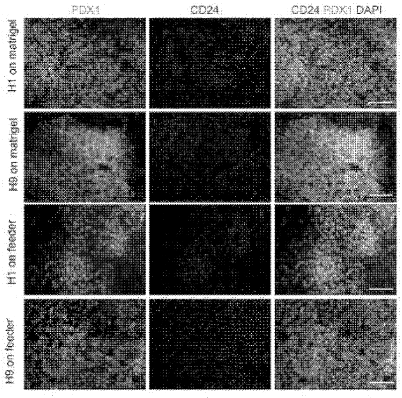 CD24 (glycosyl phosphatidyl inositol-linked surface mucin) and new use of CD24 antibody