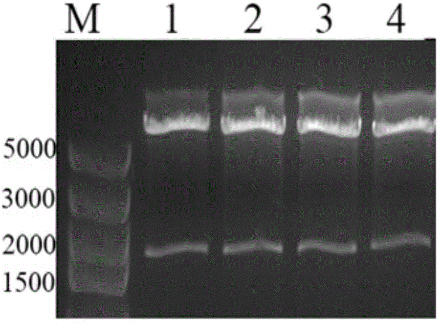 Method for preparing human pregnancy-specific glycoprotein 9