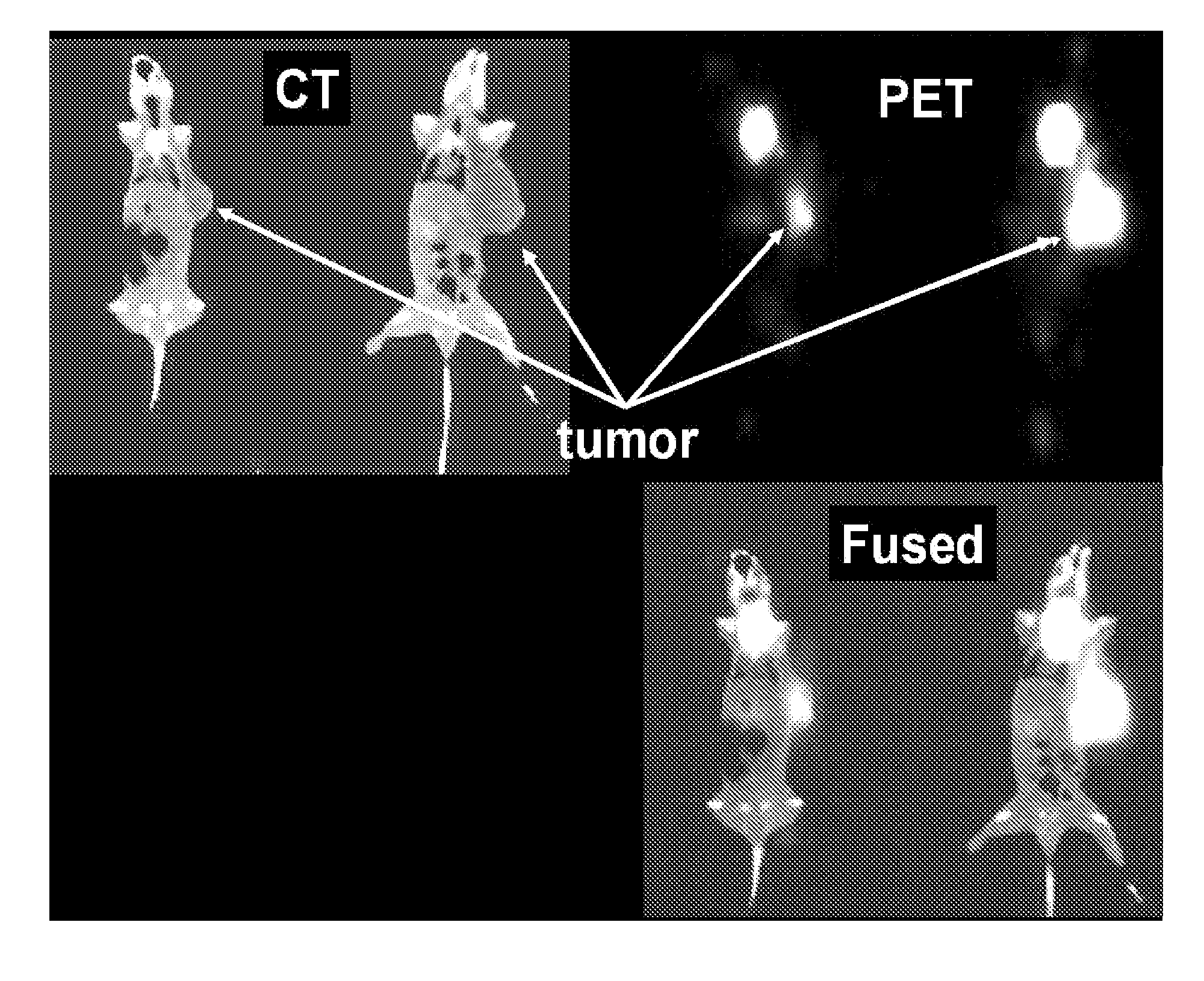 BISPECIFIC SINGLE CHAIN Fv ANTIBODY MOLECULES AND METHODS OF USE THEREOF