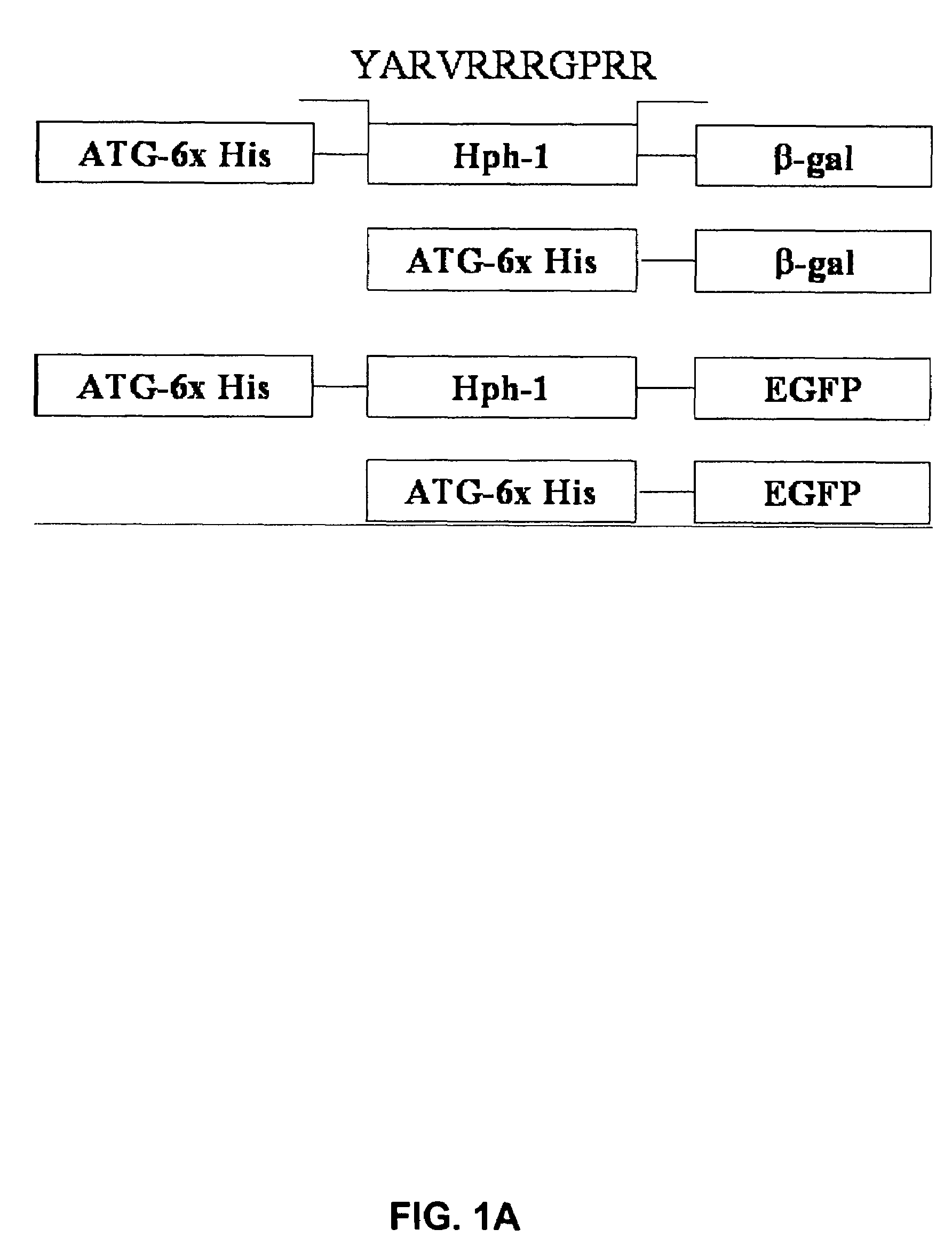 Methods for treating rheumatoid arthritis using a CTLA-4 fusion protein