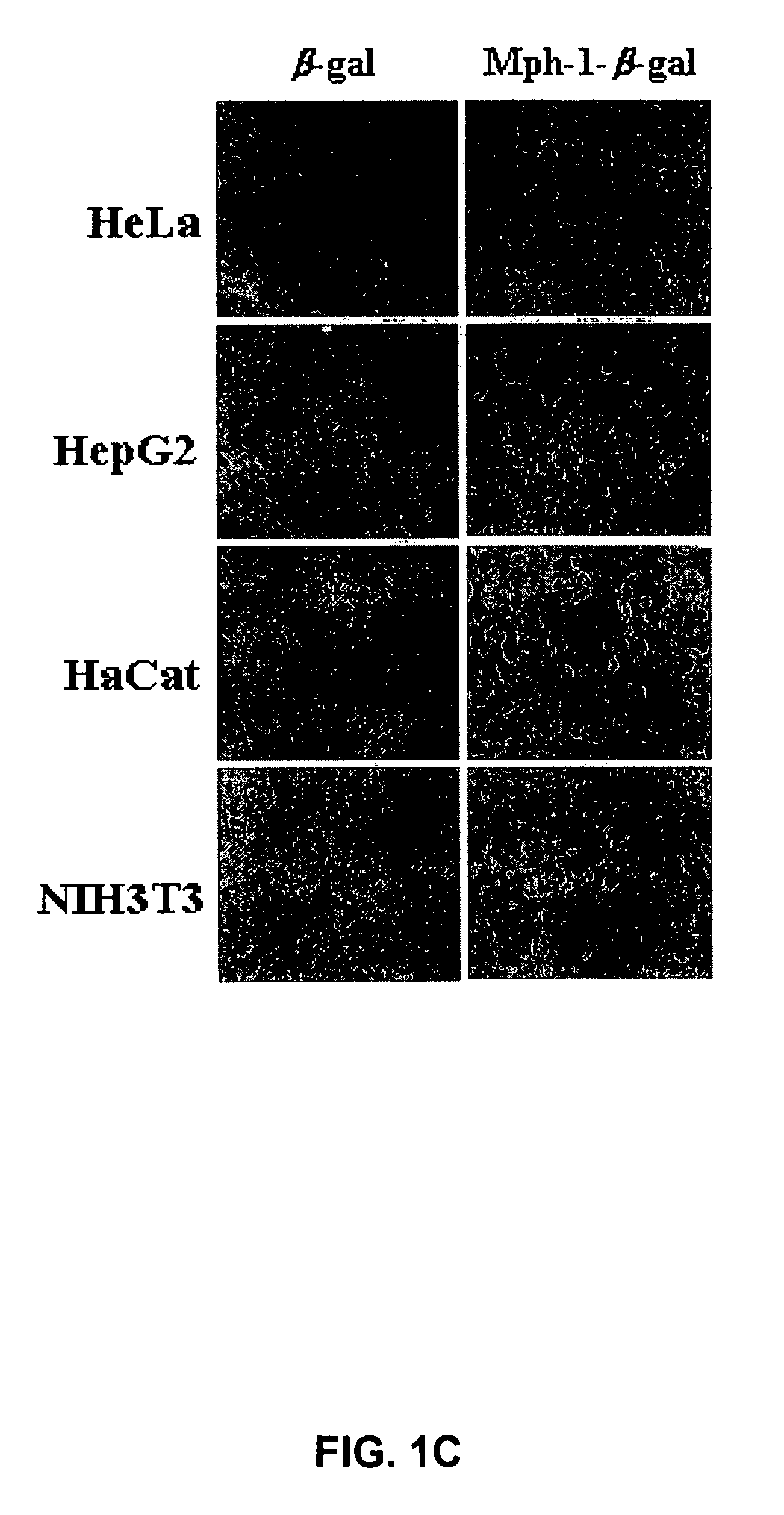 Methods for treating rheumatoid arthritis using a CTLA-4 fusion protein