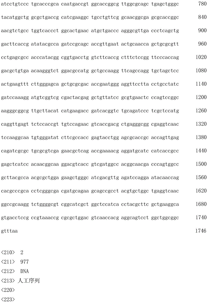 High yield L-leucine engineering bacterium and application thereof