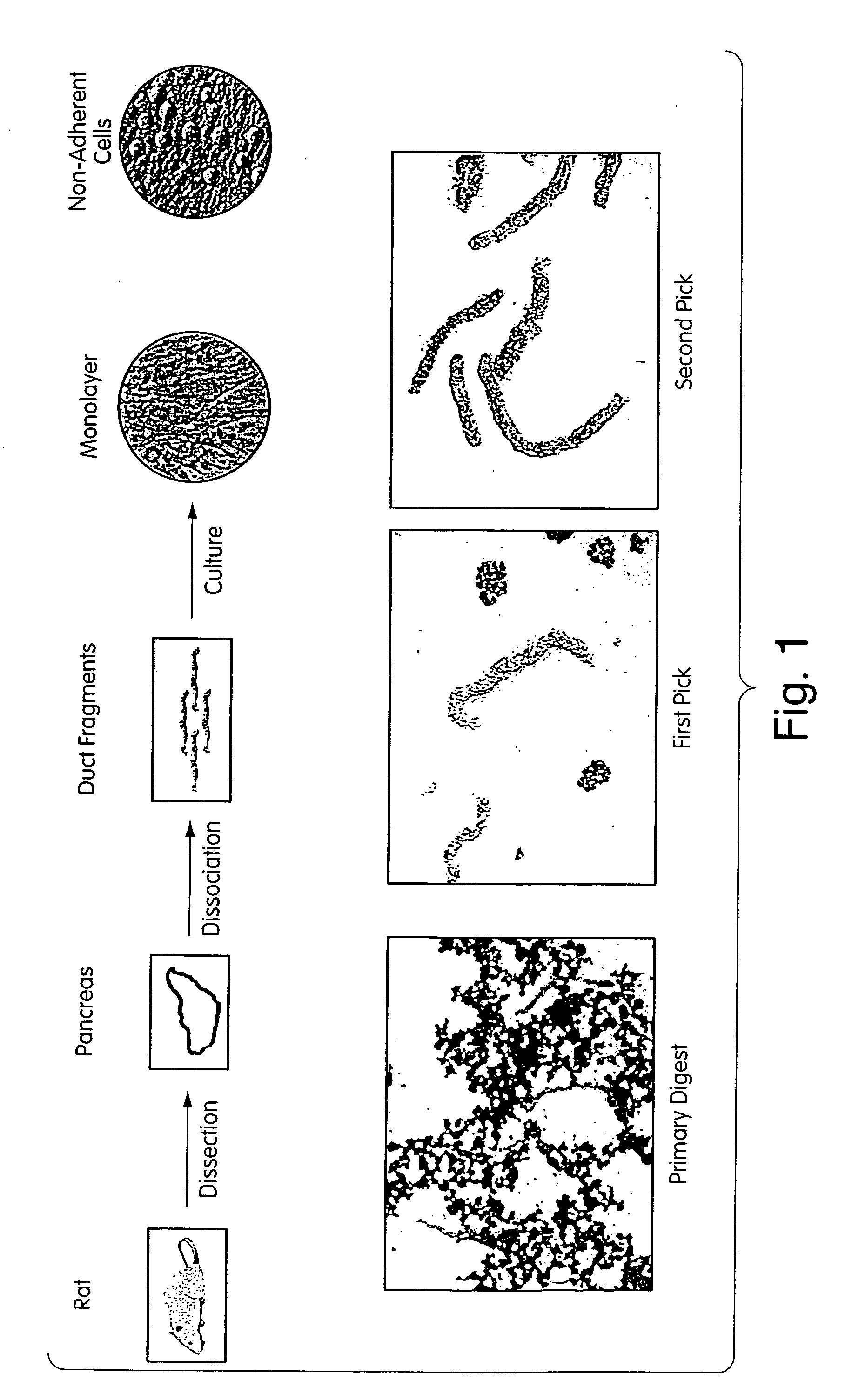 Progenitor cells, methods and uses related thereto