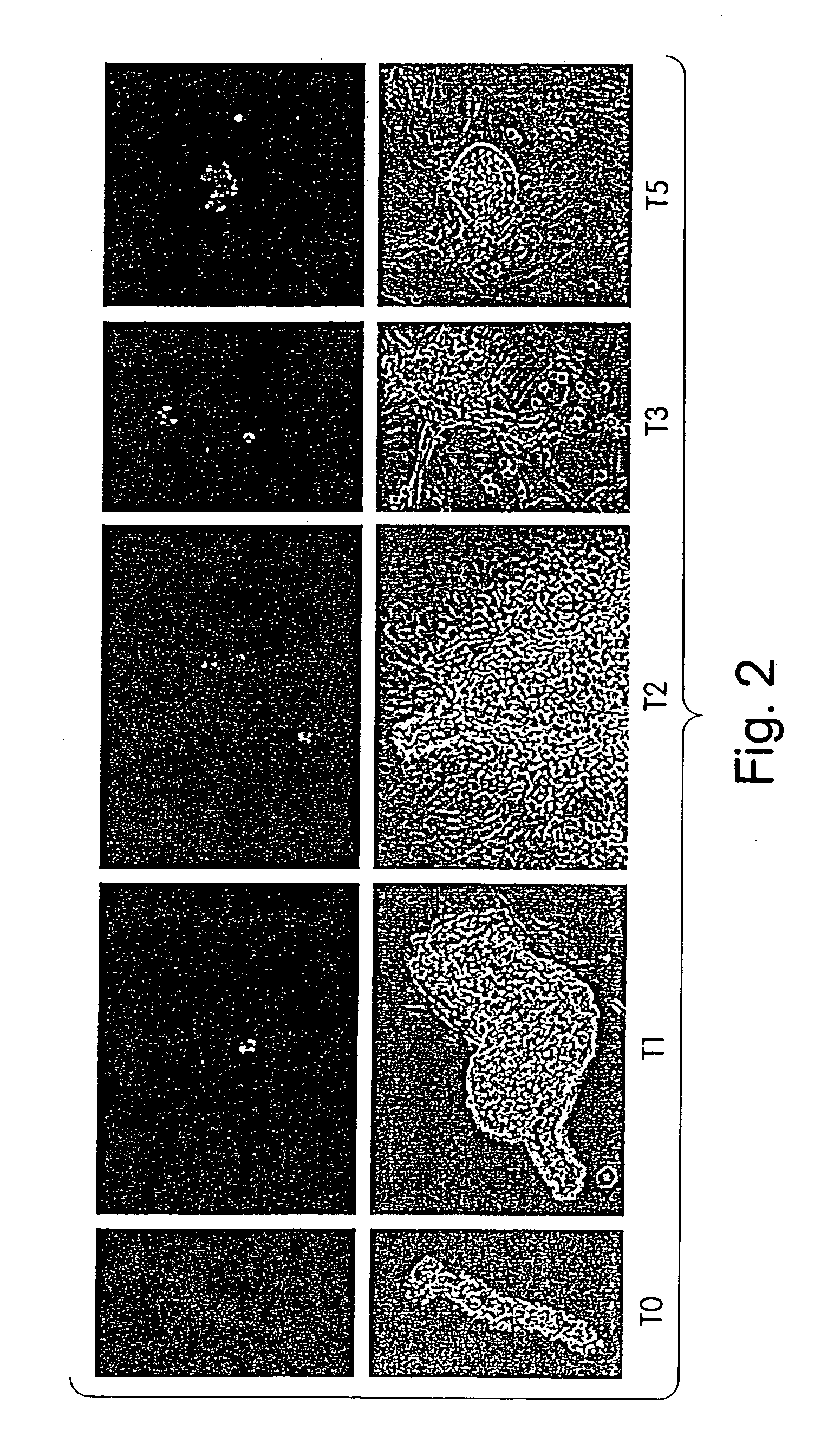 Progenitor cells, methods and uses related thereto