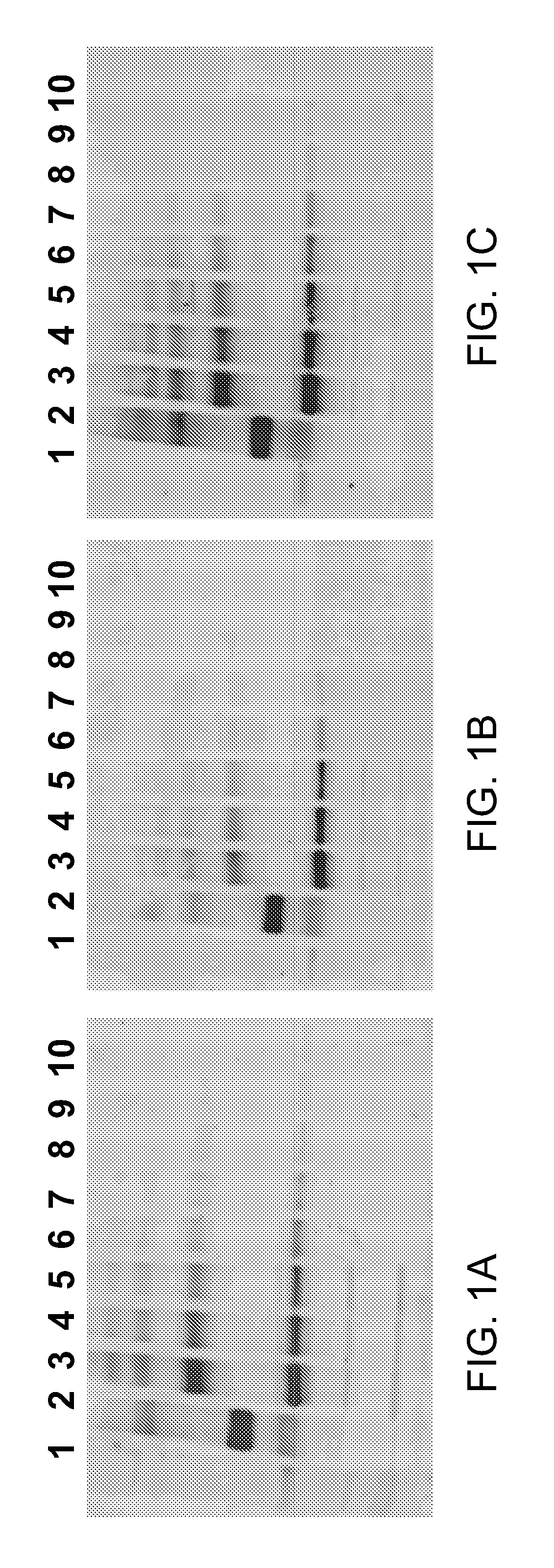 Hydrophilic labels for biomolecules