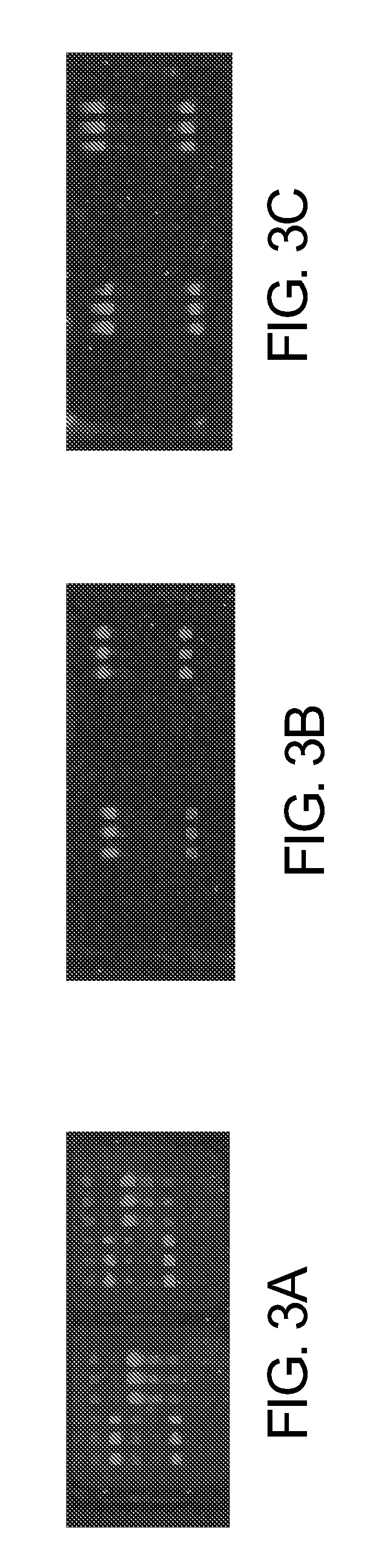 Hydrophilic labels for biomolecules