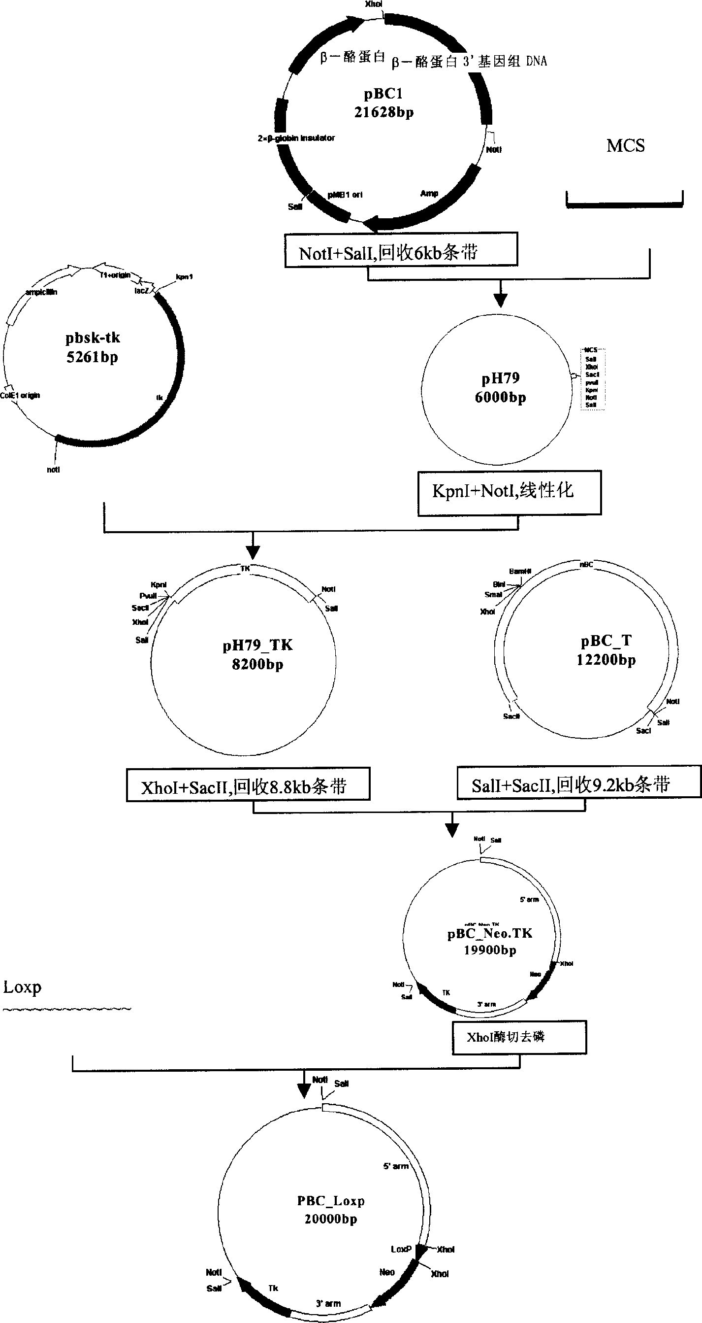 Development of clone of domestic animal used as mammary gland boireactor by means of Cre-LoxP site-specific targeting somatic cell