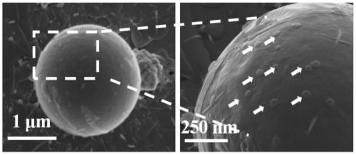 A quercetin-modified nano-sulfur and its preparation method and application in anti-Alzheimer's disease drugs