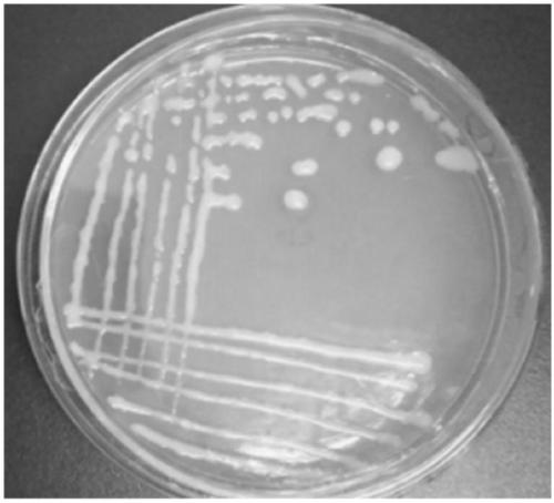 Aerobic type facultative autotrophic denitrifying bacteria and application thereof