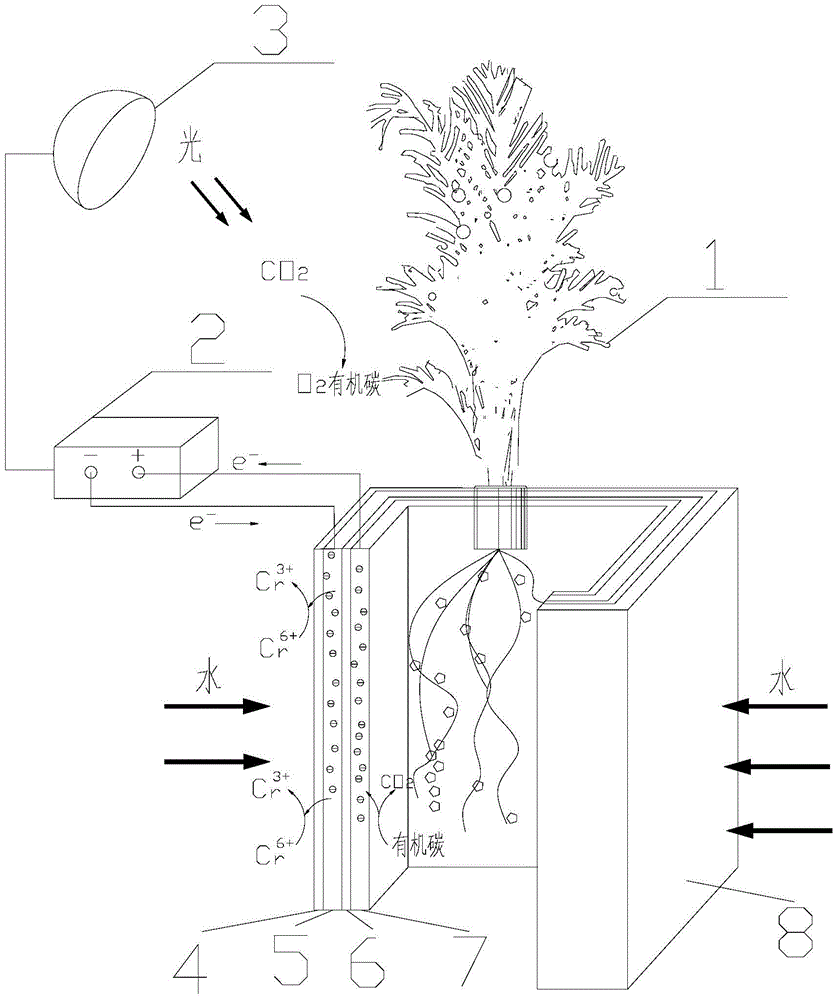 Microbial fuel cell bonsai and method for in-situ hexavalent chromium-polluted soil remediation