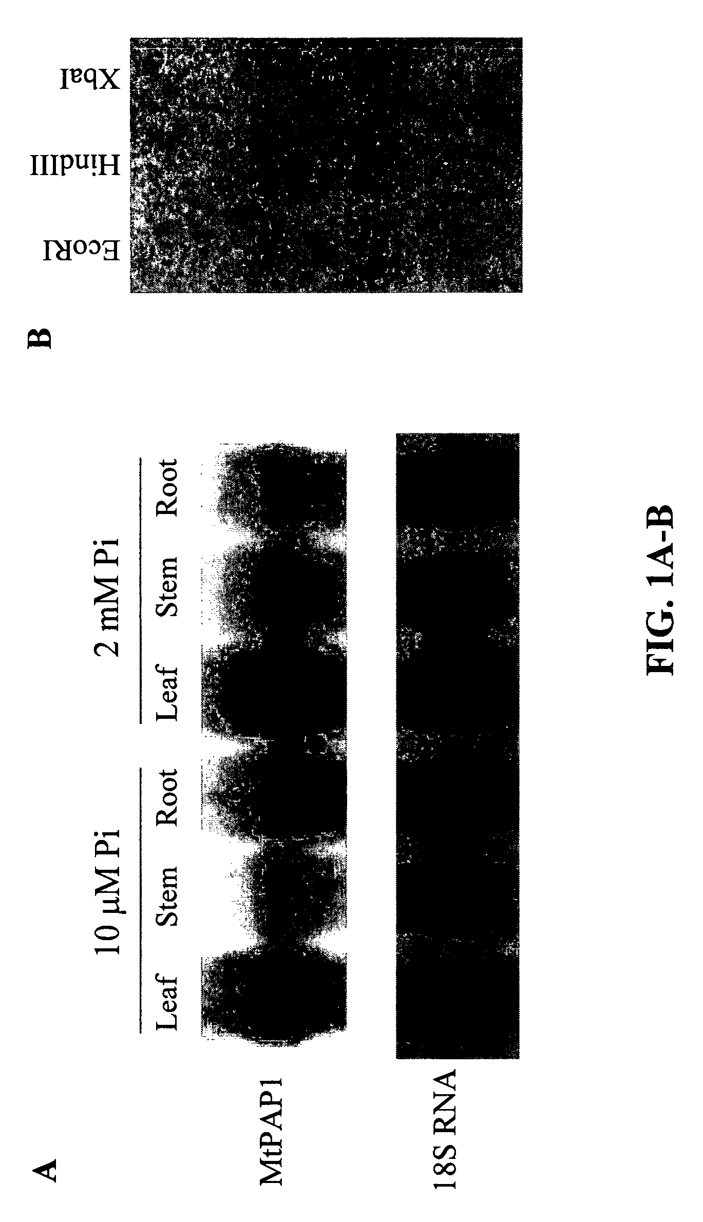 Plants with increased phosphorous uptake