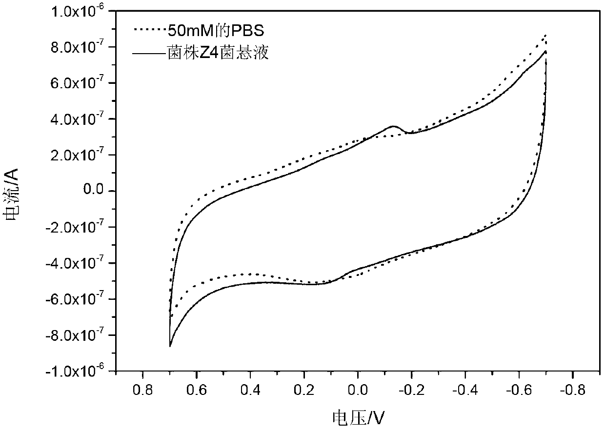 Shewanella haliotis strain and its application in bioelectricity generation