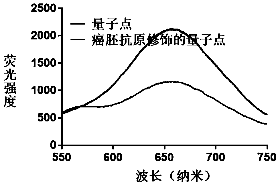 Hydrogel preparation based on quantum dots and gold nanorods as well as preparation method and application of hydrogel preparation