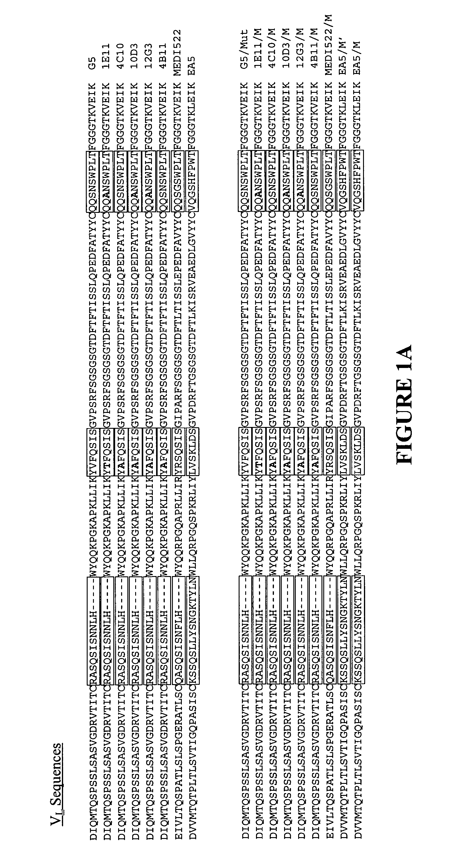 Increasing the production of recombinant antibodies in mammalian cells by site-directed mutagenesis