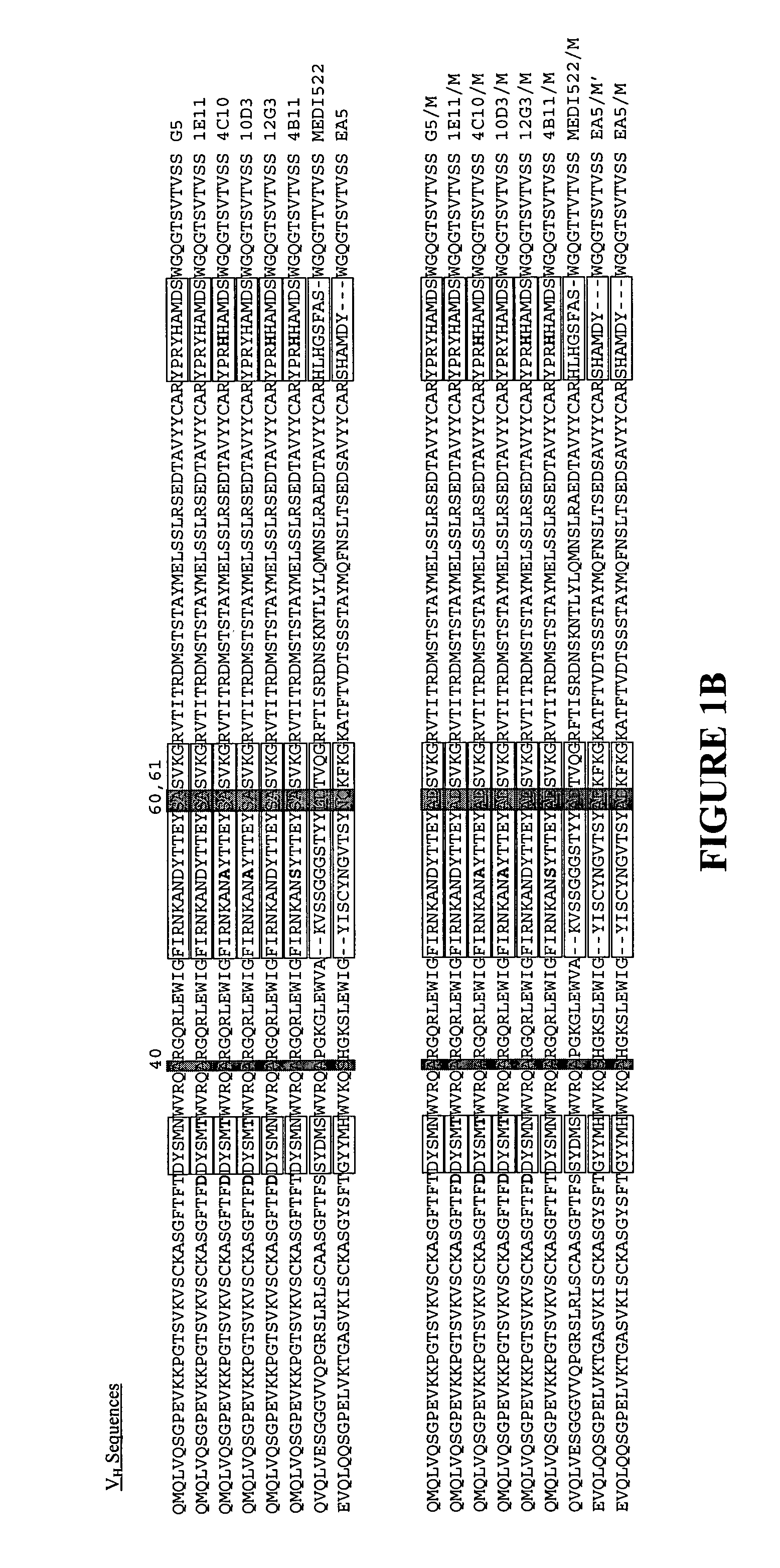 Increasing the production of recombinant antibodies in mammalian cells by site-directed mutagenesis