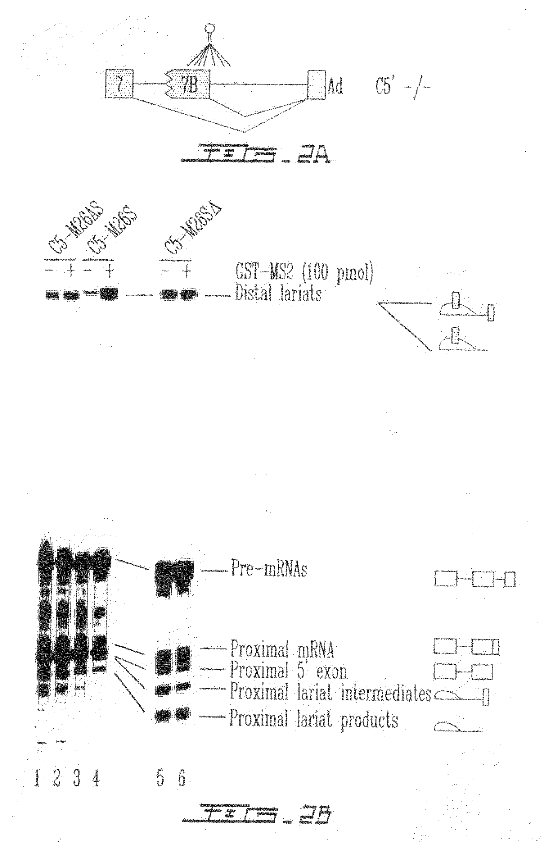 Methods to reprogram splice site selection in pre-messenger RNAs