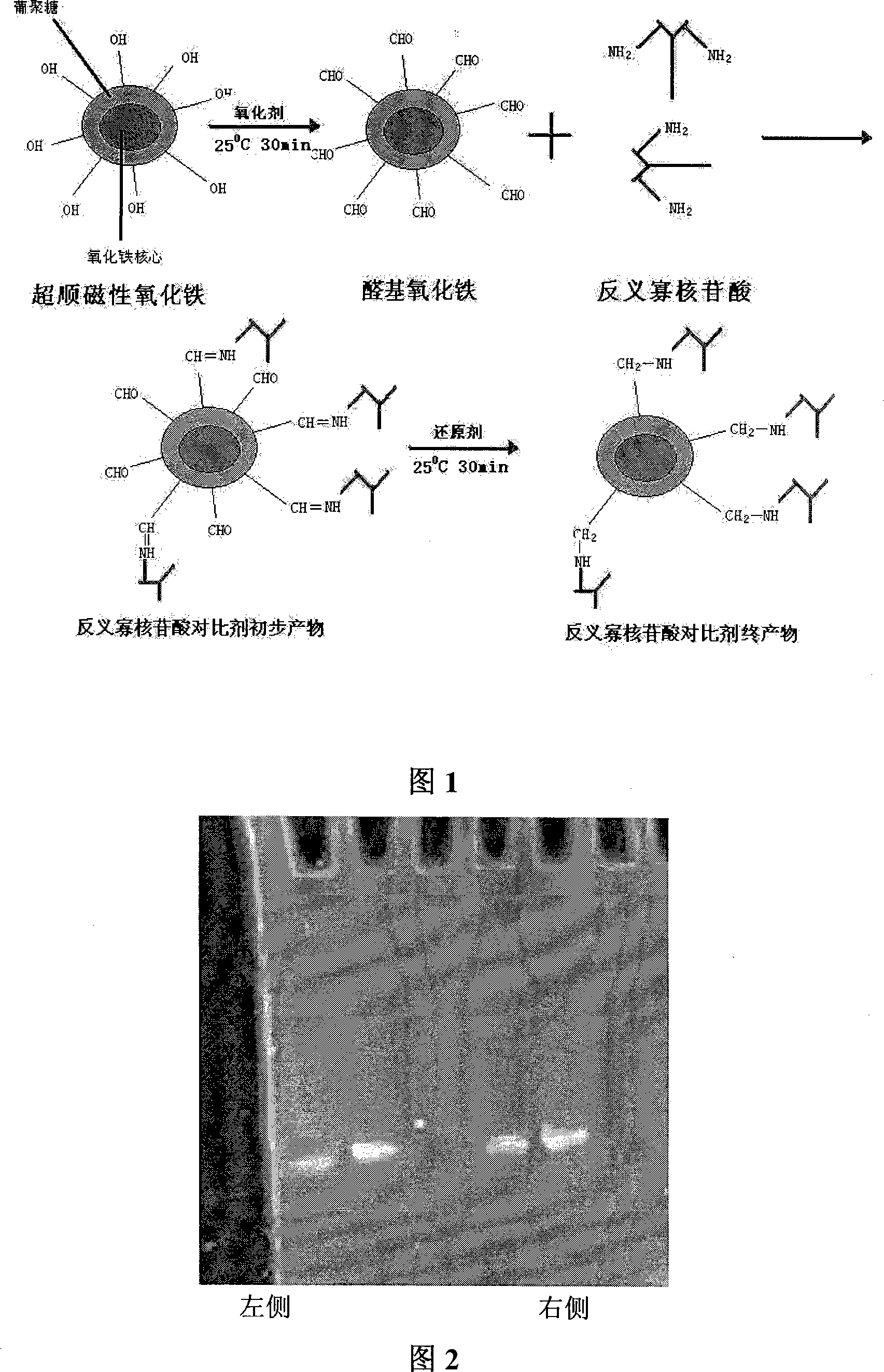 Antisense oligonucleotide probe contrast agent marked by superparamagnetism iron oxide and production of the same