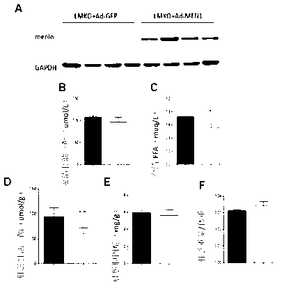 Applications of MEN1 gene and encoding protein thereof