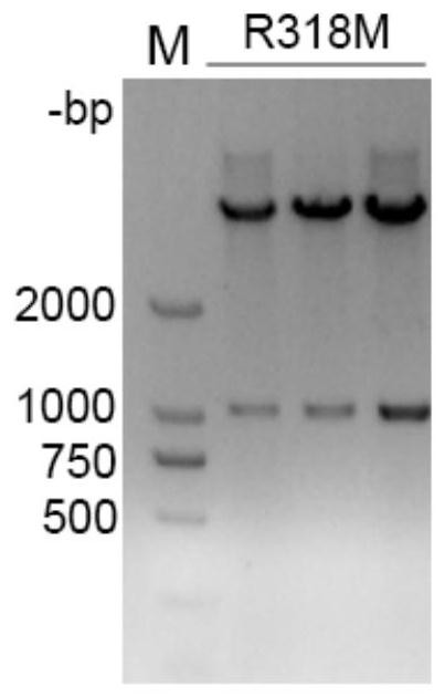 L-threonine aldolase mutant R318M and application thereof