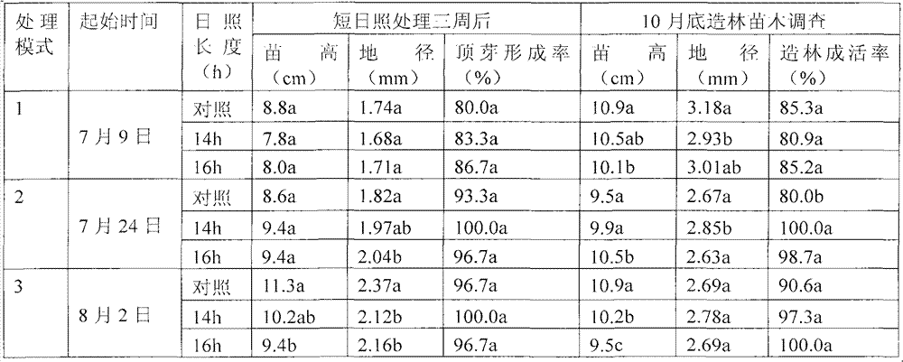 Short-day raising method for containerized seedlings of Chinese red pine