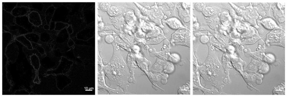 NanoBRET receptor binding drug screening system based on Cy5 labeled ligand