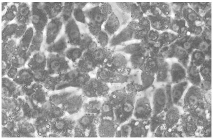 Isolated culture method of primary hepatocytes of chick embryos
