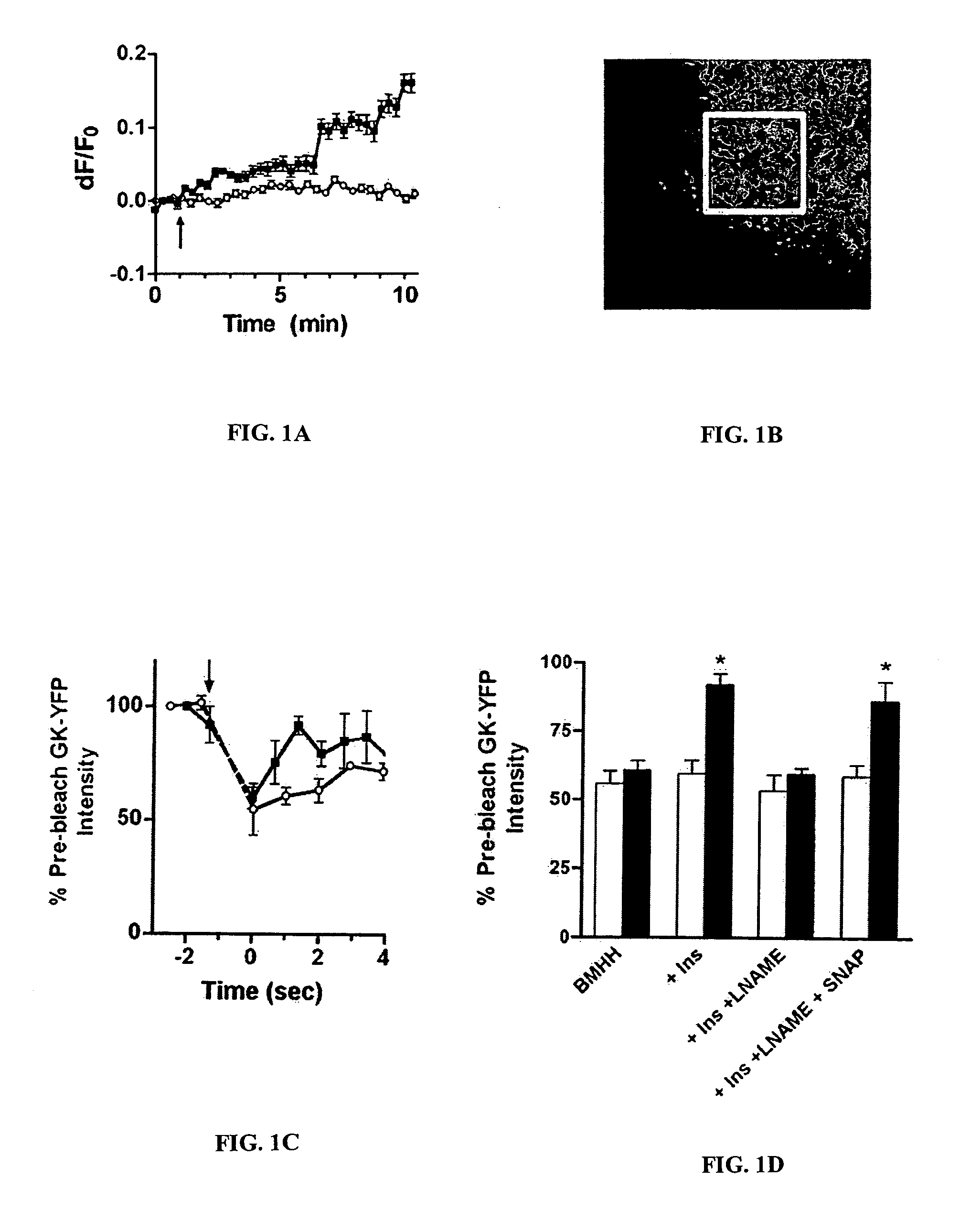 Methods of screening for a candidate modulator of glucokinase