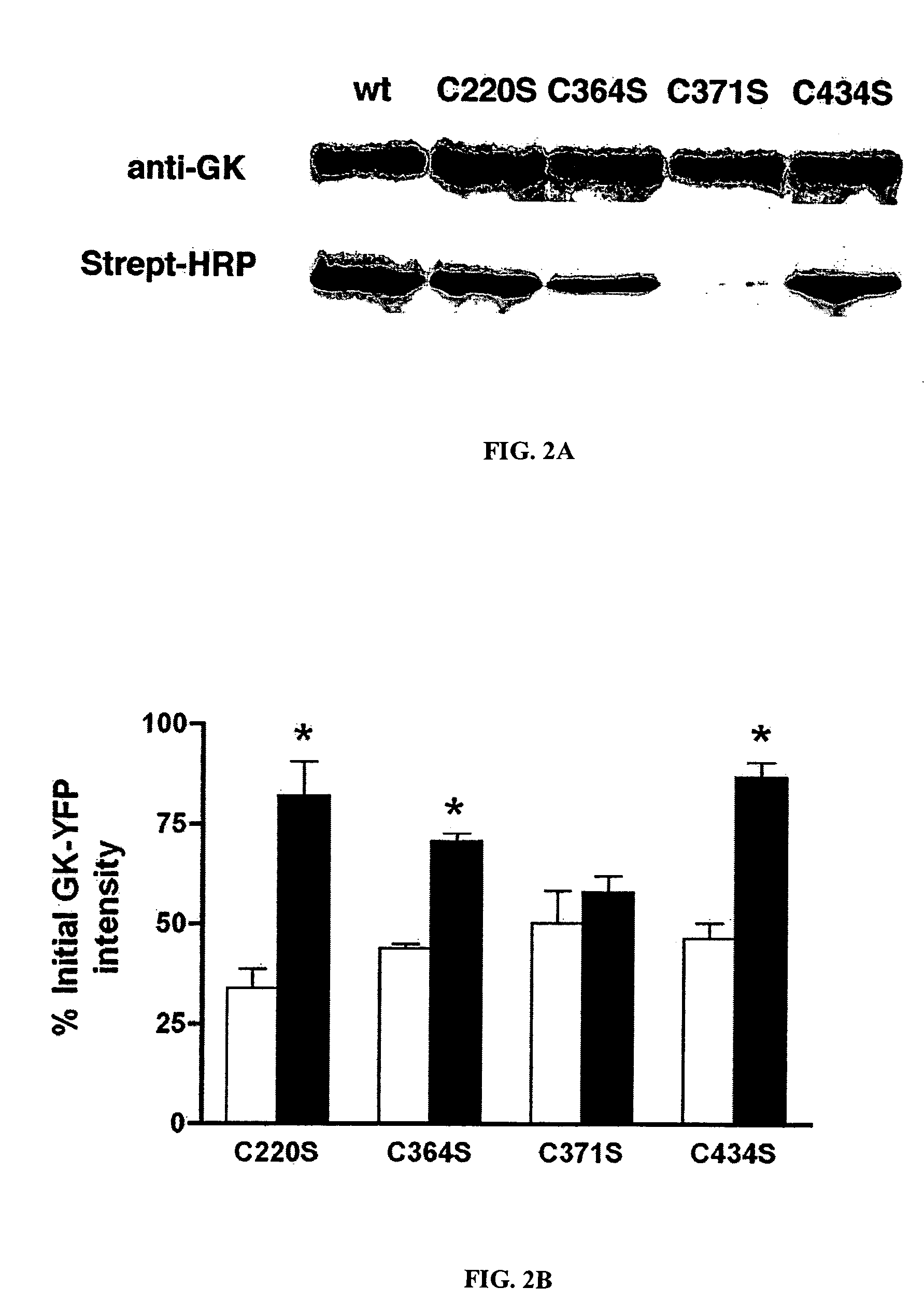 Methods of screening for a candidate modulator of glucokinase