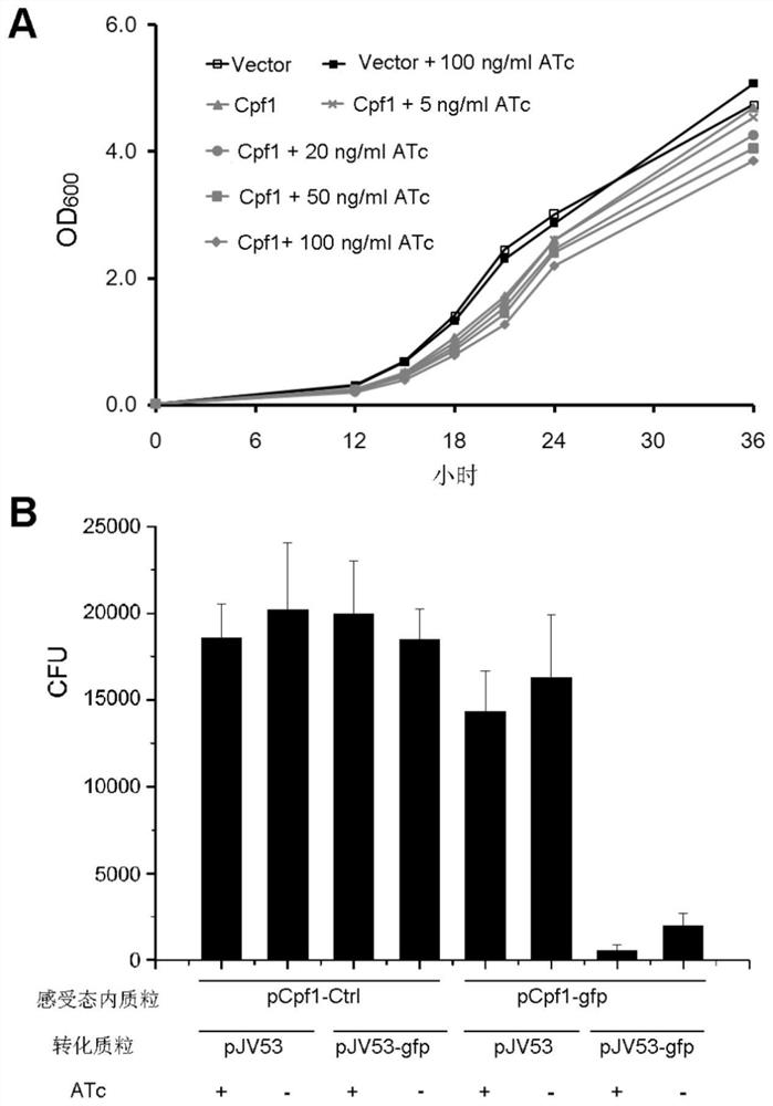 A CRISPR/CPF1 gene editing system and its application in mycobacteria