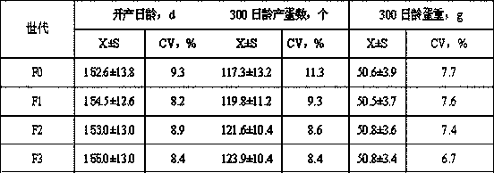 Cultivation method of black and white feathered high-laying chicken strain