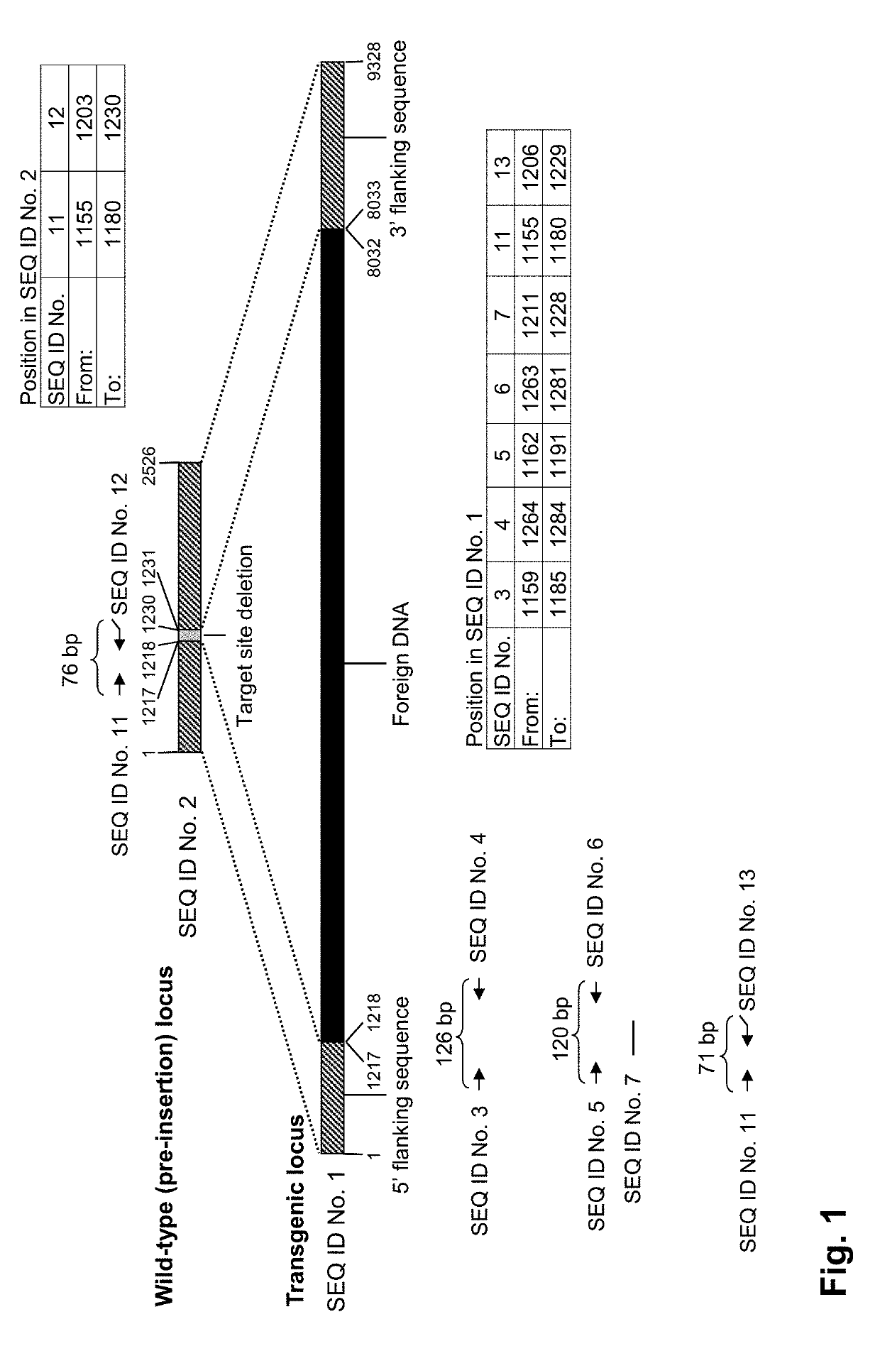 Elite event ee-gh7 and methods and kits for identifying such event in biological samples