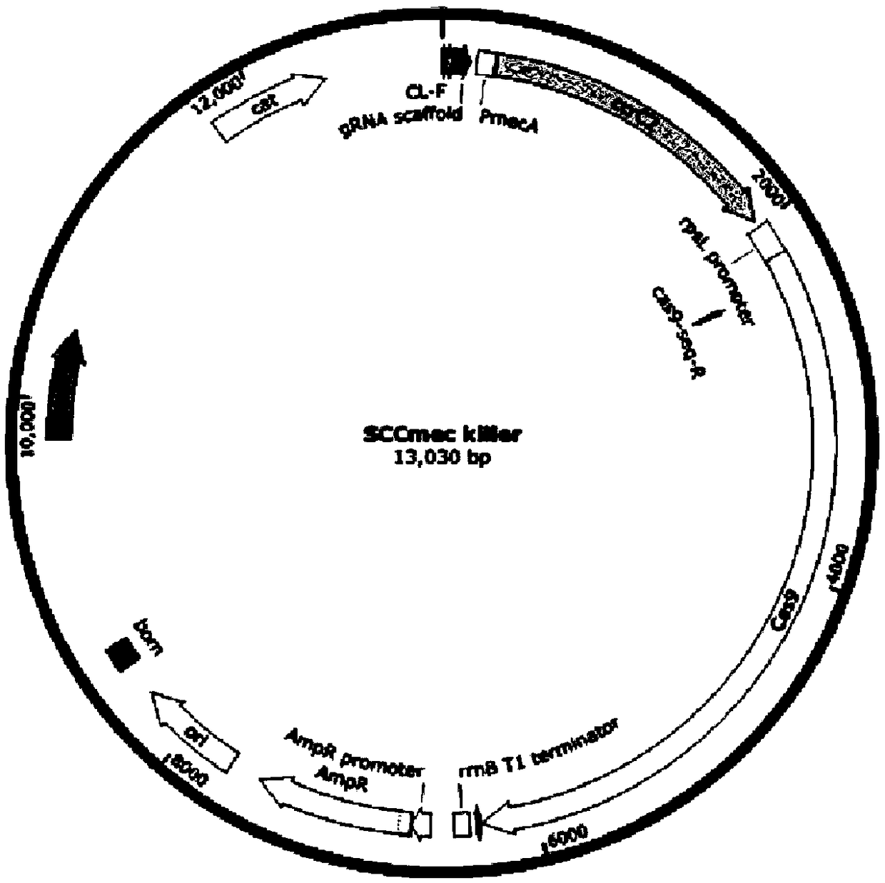 Gene drive carrier and construction method thereof