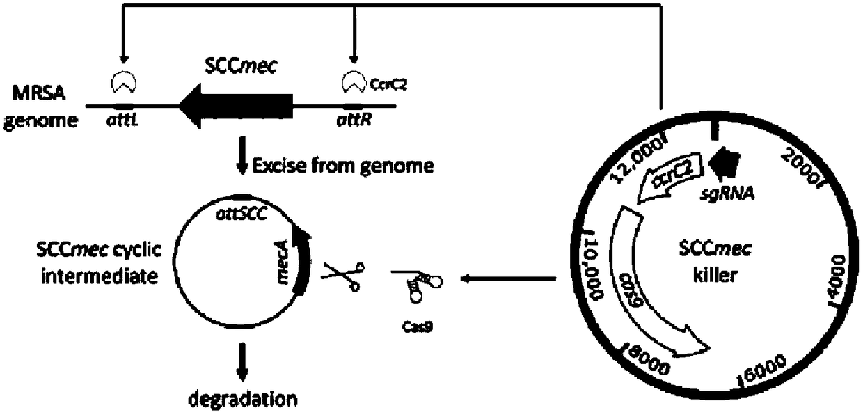 Gene drive carrier and construction method thereof