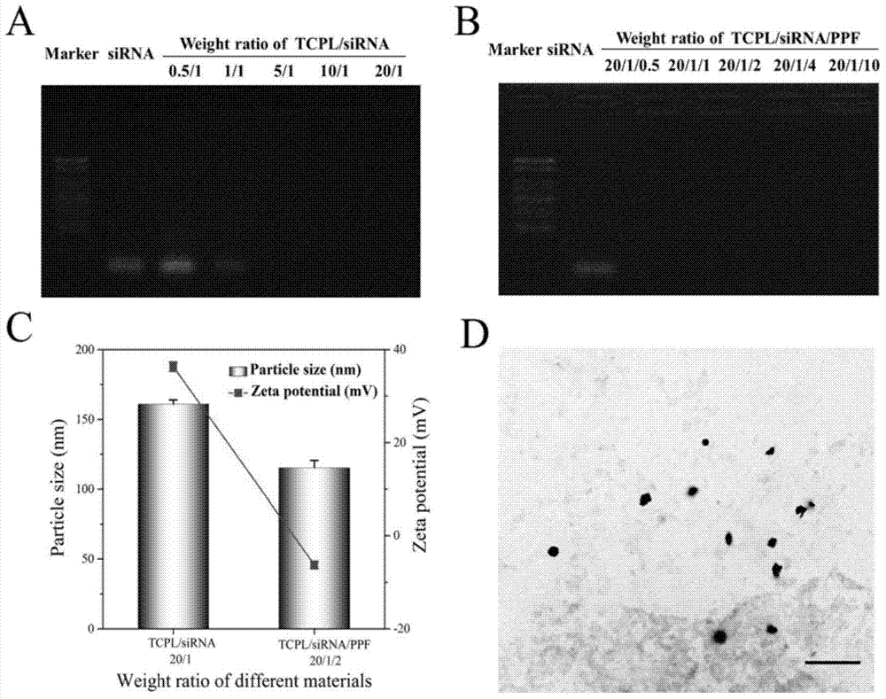 Co-delivery nano-carrier of drug and gene, preparation method and application thereof