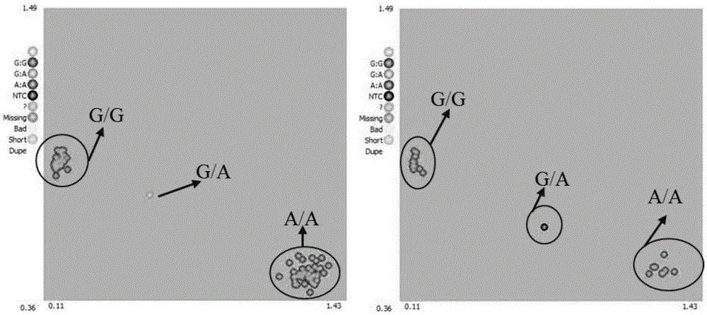 FLC1 specific SNP molecular marker based on competitive allele specificity PCR technology and application